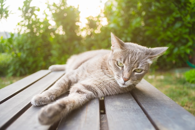 Cat lying on a wooden bench in backlight
