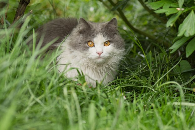 牧草地の猫、ふわふわの灰色の猫