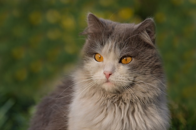 Cat in the meadow with dandelion blooming around