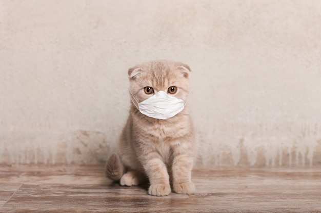 Cat in medical mask on beige background