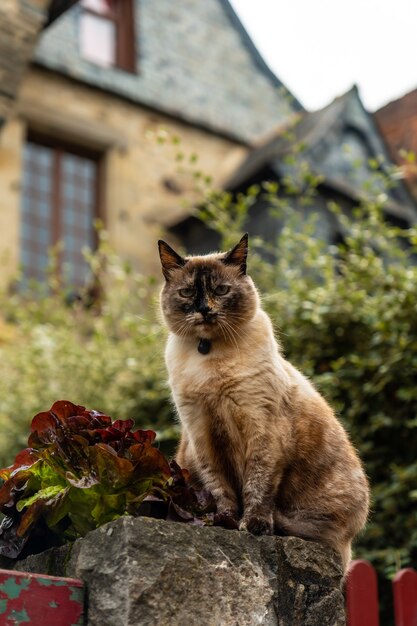 ヴィトレの中世の通りにいる猫。フランス、ブルターニュ地方のイルエビレーヌ県