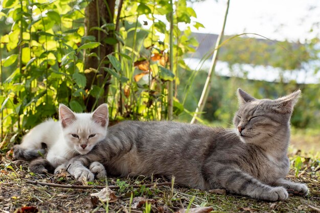 猫のお母さんは木の陰で厳格な青い目の子猫の隣でスヌーズします