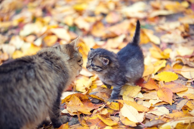 写真 猫のお母さんと子猫が秋に野外で嗅ぎ合う