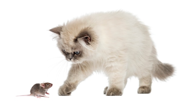 cat and mouse, isolated