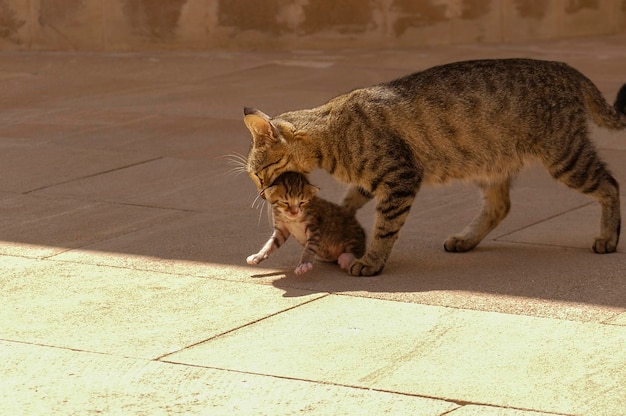 The cat in the mouth carries her newborn kitten