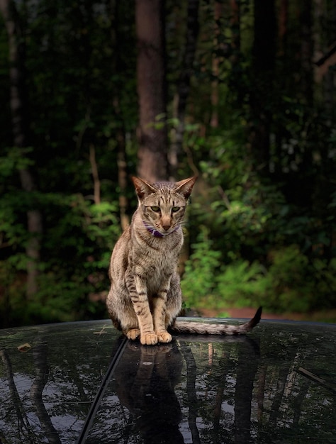 Foto gatto sul tetto