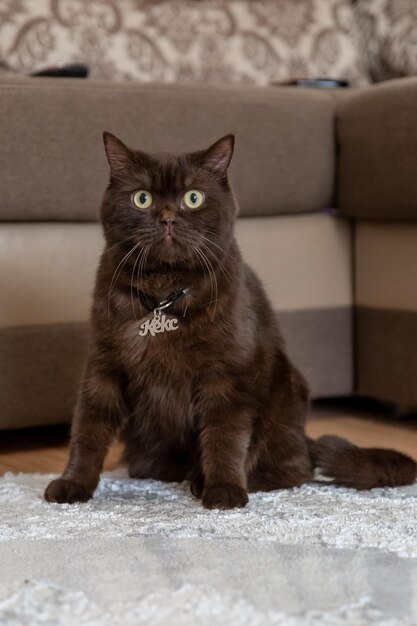 고양이 이름 태그 Keks. 태그가 있는 집에 있는 갈색 스코틀랜드 고양이
