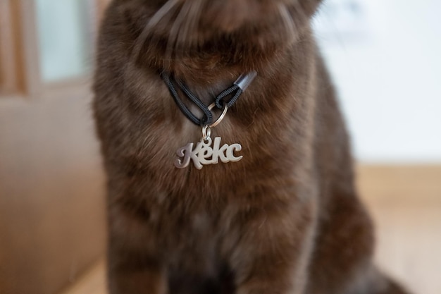 고양이 이름 태그 Keks. 태그가 있는 집에 있는 갈색 스코틀랜드 고양이