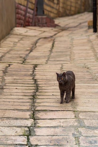 Кошка в узком переулке старинного города