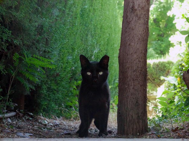 Cat in natural forest habitat