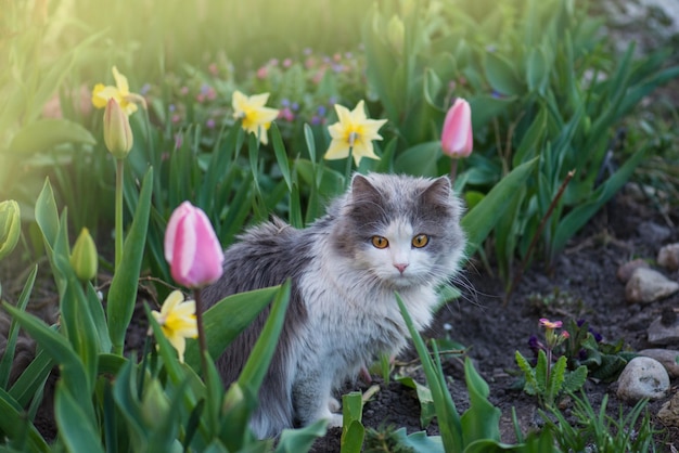 Cat in nature Cat resting on the grass in summer Cat in the garden Young cat in the grass