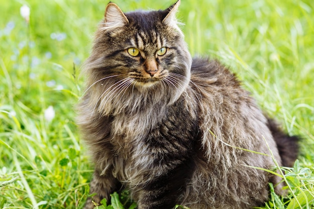 자연 속의 고양이 풀밭에서 쿠릴 밥테일 고양이가 자연 환경에서 애완동물을 보고 있다