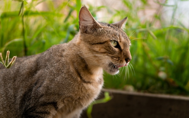 自然の中の猫