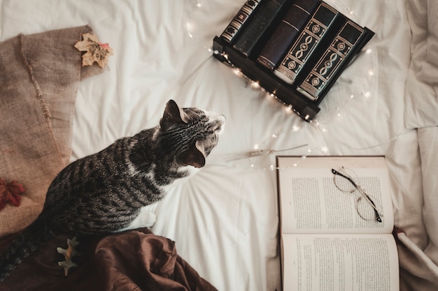 Cat near books and glasses