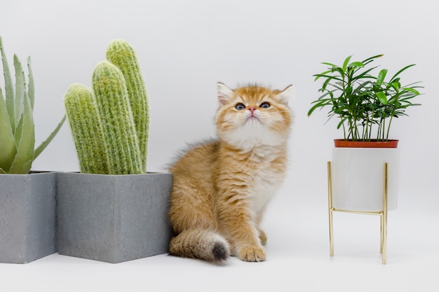 Cat near indoor plants