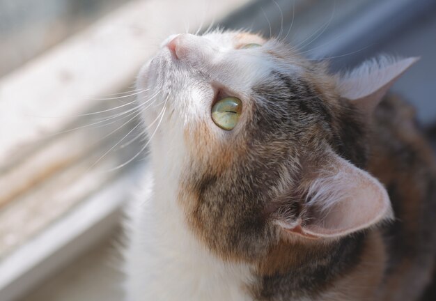 Cat near window