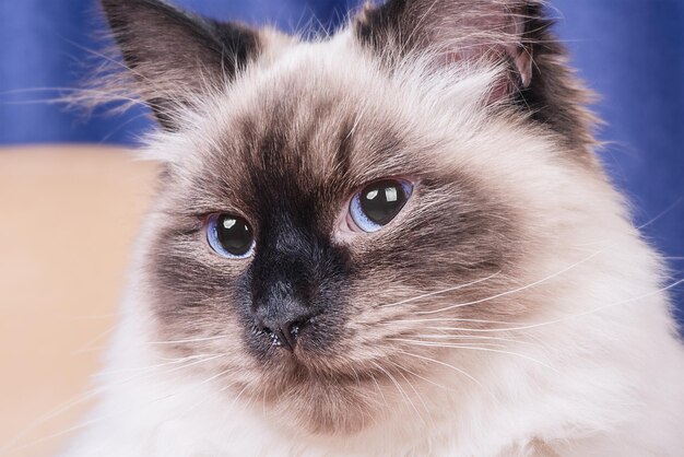 Photo a cat of the neva masquerade breed the kitten is beige with brown coloring