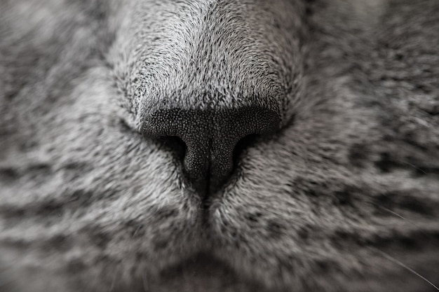 Photo cat nose close up photo