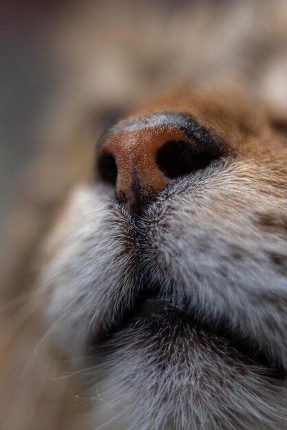 Foto dettaglio del naso del gatto