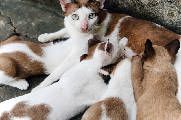 그녀의 새끼 고양이 간호 고양이