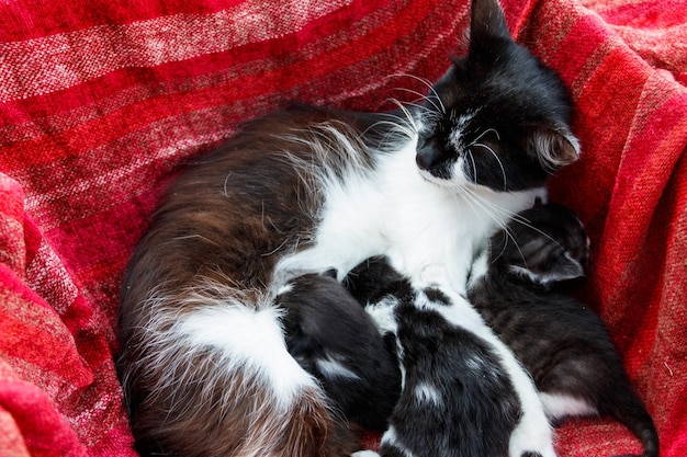 Cat nursing her small kittens