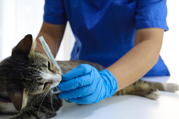 写真 医診療所の診察テーブルの猫 医医の介護 医師と猫