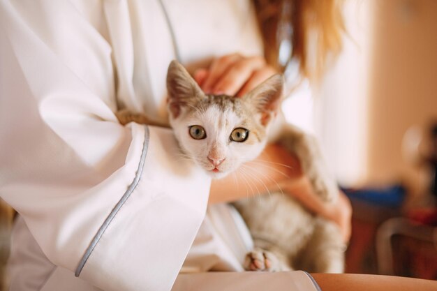 写真 手元にある猫