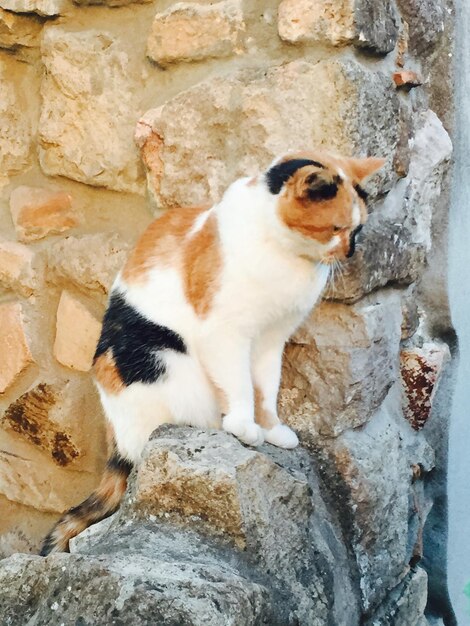 写真 岩の上にある猫