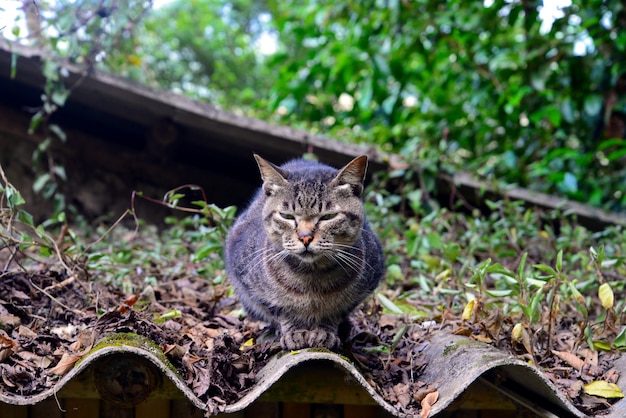 写真 屋根の上に猫