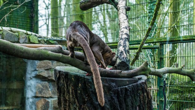 写真 動物園の木の上の猫