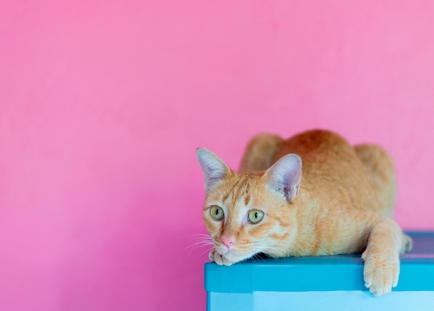 写真 ピンクの背景の空スペースにオレンジ色の猫