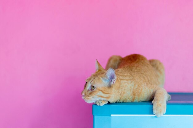 cat orange on pink background empty space