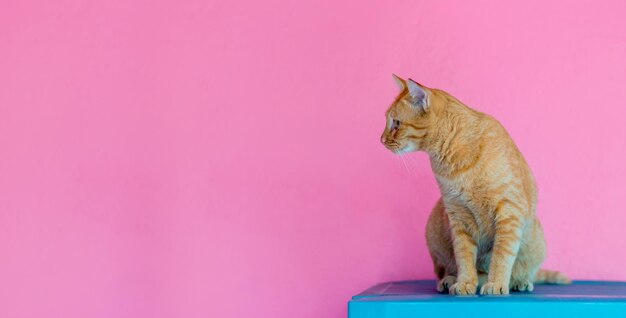 cat orange on pink background empty space