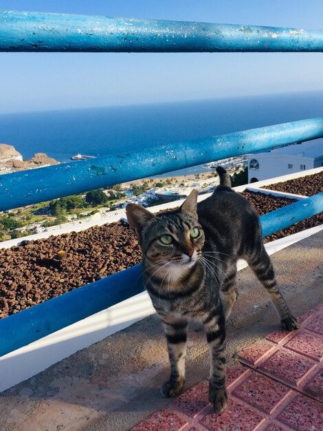 Foto gatto in un oceano