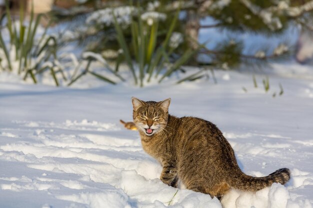 冬の雪の中で猫を出す