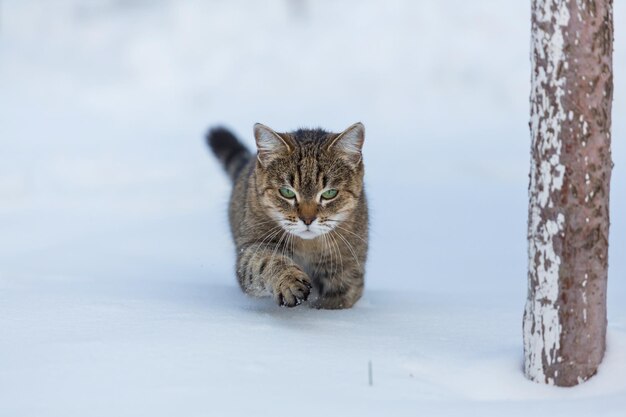 Кошка в снегу зимой