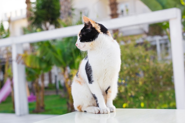 屋外で猫。庭のかわいい猫