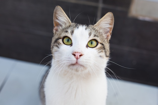 Cat outdoors. Cute cat in the garden