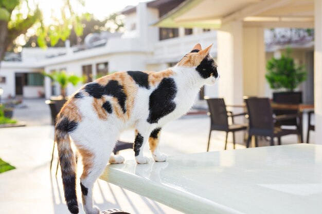 屋外で猫。庭のかわいい猫