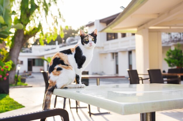 고양이 야외. 정원에서 귀여운 고양이