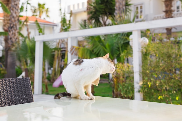 屋外で猫。庭のかわいい猫