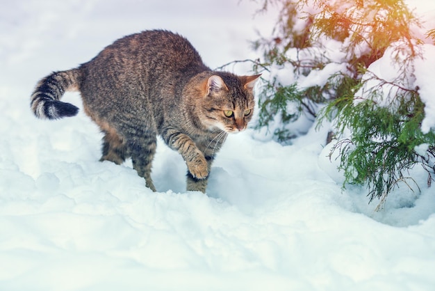 Кошка на открытом воздухе зимой. Серый кот гуляет по снегу