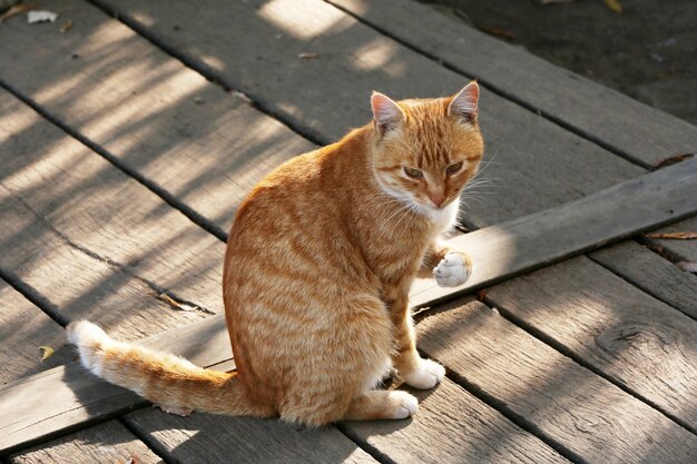 屋外の猫