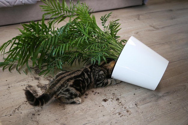 Il gatto ha rovesciato un vaso con un fiore sul pavimento