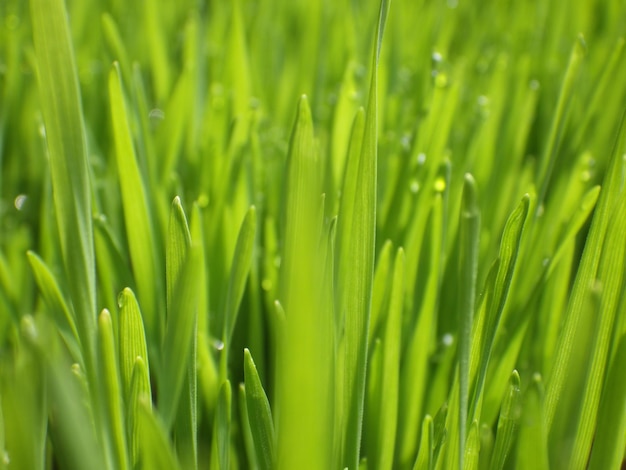 Photo cat owners grow wheatgrass for domestic cats to spit out hairballs