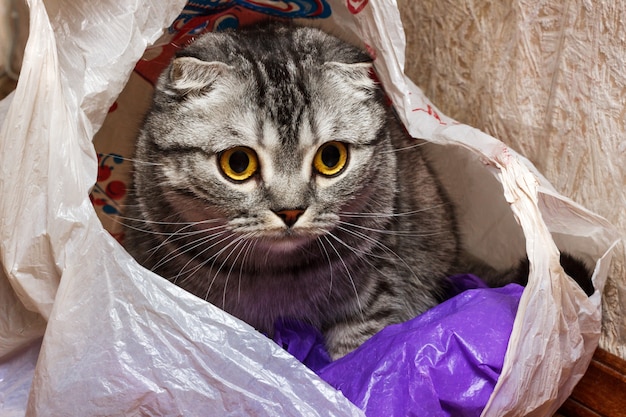 自宅でパッケージの中の猫。好奇心猫