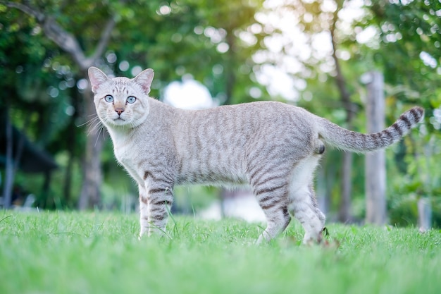 cat in the park outdoor