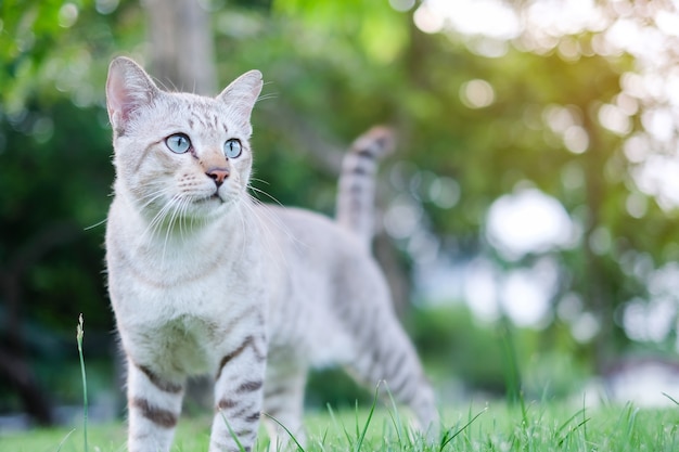 cat in the park outdoor