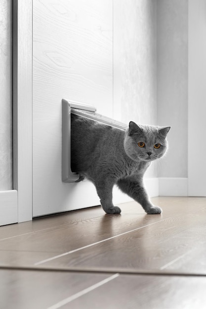 Cat passing through the cat door at home