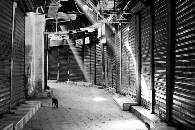 Cat on paved alley amidst closed stores